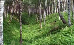 В подмосковные леса въезд транспорта запрещён