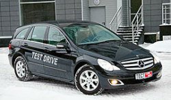 То ли буйвол, то ли бык, то ли тур