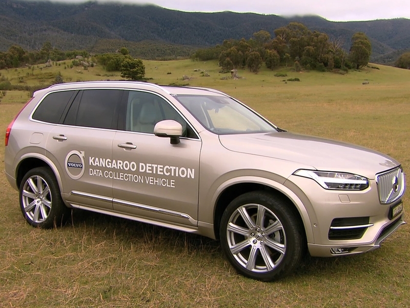 Volvo тестирует систему предотвращения столкновений с кенгуру