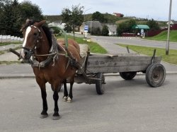 Водителей гужевого транспорта могут заставить получать спецправа