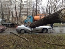 Москвичей просят не парковать автомобили под деревьями